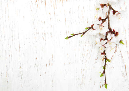 spring apricot blossom on a old wood backgroundの写真素材
