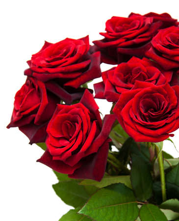 Fresh Red roses on a white backgroundの写真素材