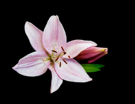 Pink lily isolated on a black backgroundの写真素材