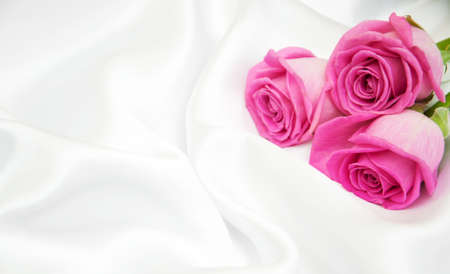 Pink  roses on a white silk backgroundの写真素材
