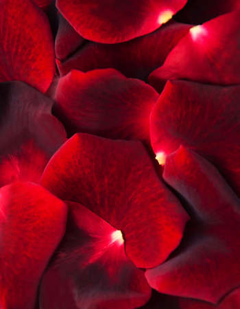 Red roses petals  - beautiful holiday  backgroundの写真素材