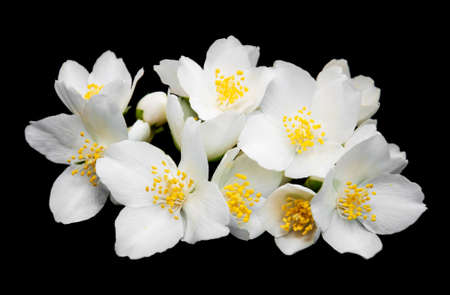 Jasmine flowers isolated on a black backgroundの写真素材