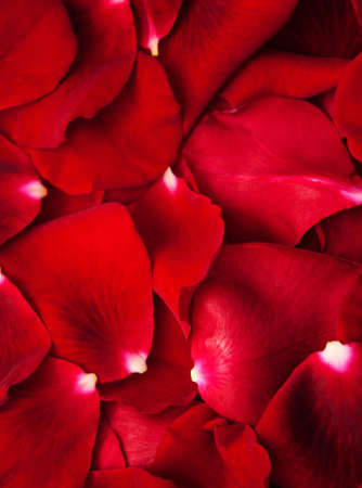 Red roses petals  - beautiful holiday  backgroundの写真素材