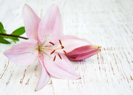 Pink lily on a old wooden backgroundの写真素材