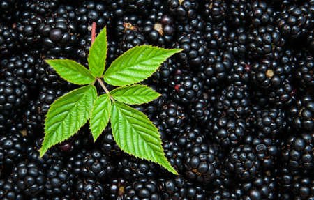 Fresh Blackberries with green leaves - nature backgroundの写真素材
