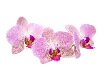 Pink orchid flower on a white backgroundの写真素材