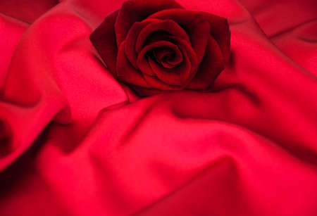 Red rose on a red satin backgroundの写真素材