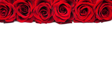 Fresh Red roses on a white backgroundの写真素材