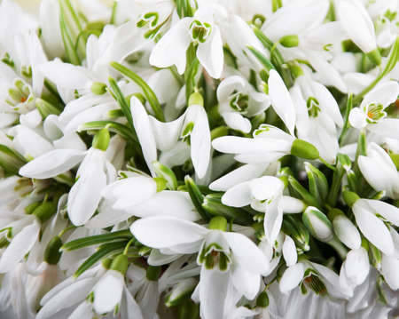 beautiful spring snowdrops, close up, nature backgroundの写真素材