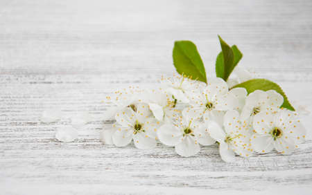 Spring cherry blossom on a old wooden backgroundの写真素材