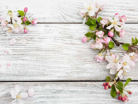 Spring apple blossom on a old wooden backgroundの写真素材