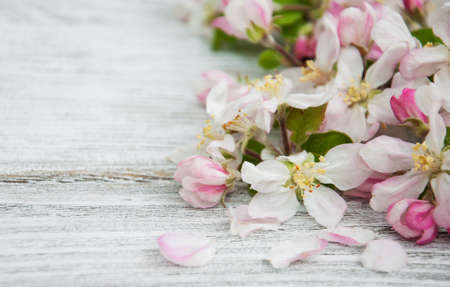 Spring apple blossom on a old wooden backgroundの写真素材