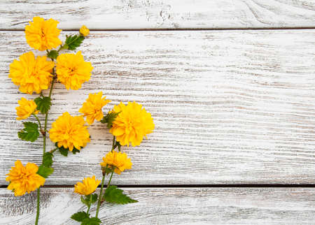 pleniflora yellow flowers on a old wooden backgroundの写真素材