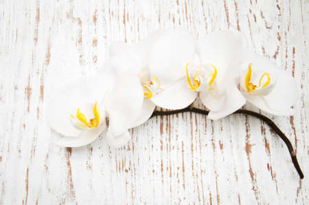 White orchids on a wooden  backgroundの写真素材