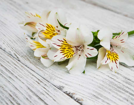 alstroemeria flowers on a old white wooden backgroundの写真素材
