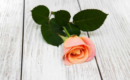 Pink rose on a old white wooden background