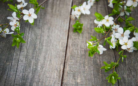 Spring cherries blossom on a old wooden tableの写真素材