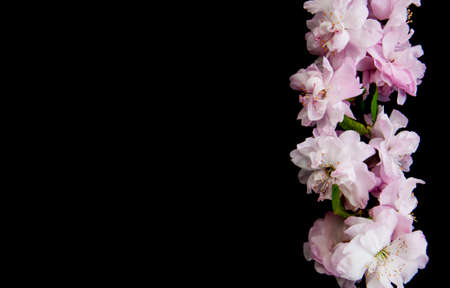 Spring sakura blossom on a black backgroundの写真素材