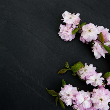 Spring sakura blossom on a black backgroundの写真素材