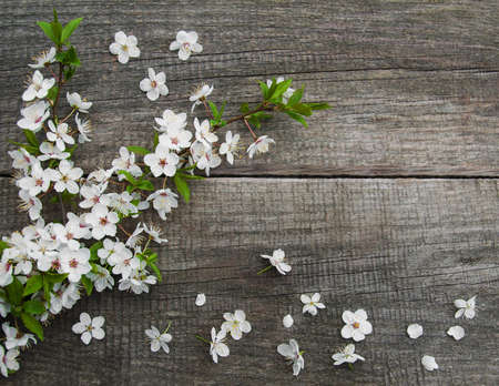 Spring cherry  blossom on a old wooden table