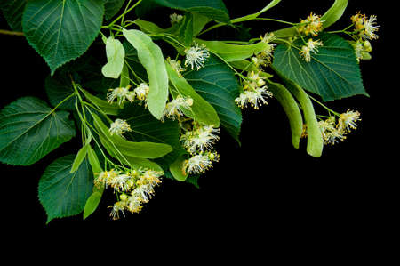 Linden flowers isolated on a black backgroundの写真素材