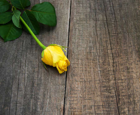 Yellow rose on a old wooden tableの写真素材