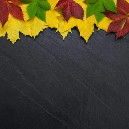 Frame made of fall colorful leaves on dark background