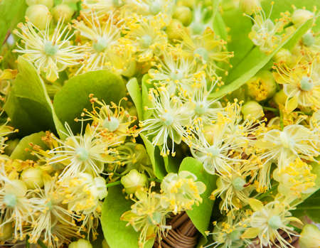 Basket  with linden flowers on a old wooden table