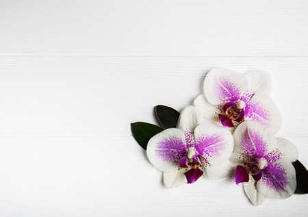 Pink orchids flowers on a white wooden backgroundの写真素材