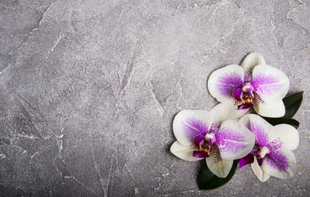 Pink orchids flowers on a grey stone backgroundの写真素材