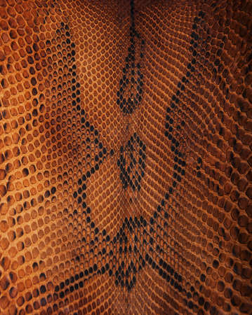 Brown snake skin pattern - natural backgroundの写真素材