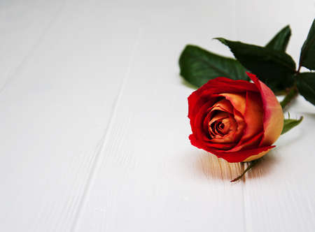 Red rose on a white wooden tableの写真素材