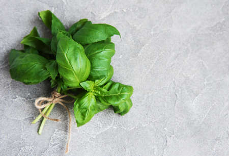 Fresh green basil herb on a grey stone background