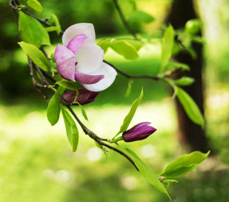 Beautiful spring magnolia flowers, natural floral backgroundの写真素材