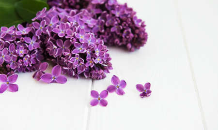 Lilac flowers on a white wooden backgroundの写真素材