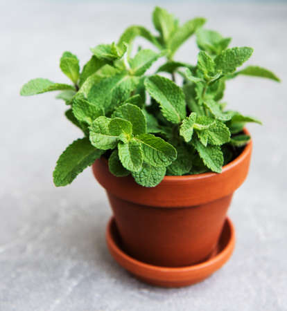 Pot with fresh mint on a old backgroundの写真素材