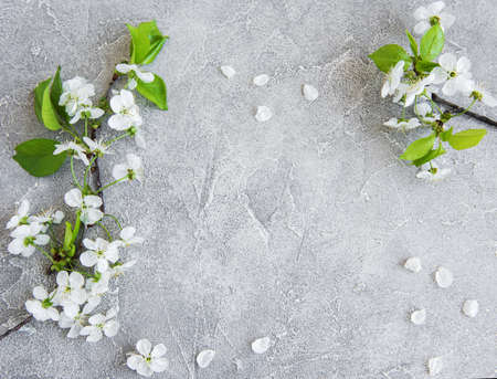 Spring cherry blossom on a concrete background