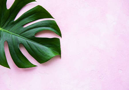 Tropical leaves monstera on a pink concrete backgroundの写真素材