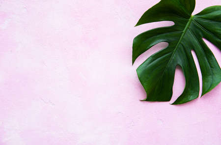 Tropical leaves monstera on a pink concrete backgroundの写真素材