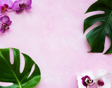 Tropical leaves monstera and orchid flowers on a pink concrete backgroundの写真素材