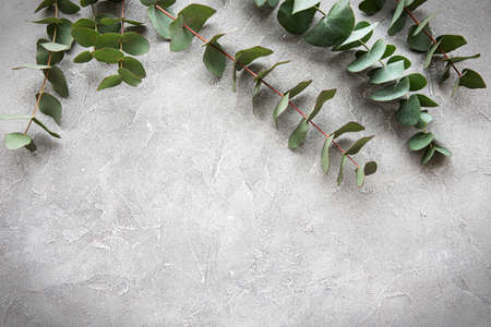 Eucalyptus branches and leaves on a grey concrete backgroundの写真素材