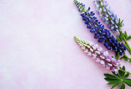 Pink and purple lupine flowers border on a pink concrete backgroundの写真素材