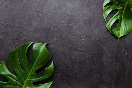Tropical leaves monstera on a black concrete background
