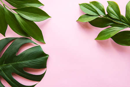 Tropical  leaves and monstera leaf on light pinkの写真素材