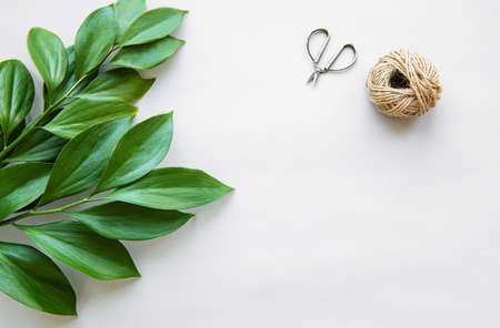 Tropical  leaves  on lightの写真素材