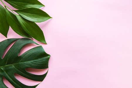 Tropical  leaves and monstera leaf on light pinkの写真素材