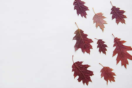 Autumn composition. Frame made of cotton flowers, dried  leaves on white background. Autumn, fall...