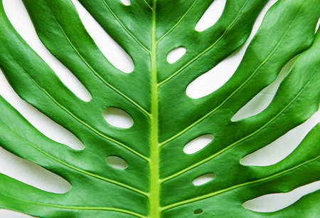Real exotic green monstera leaf,  close up, flat lay
