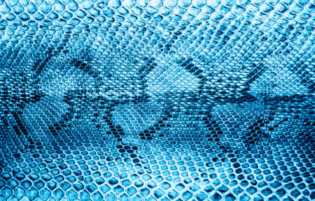 Snake skin  toned blue color.の写真素材
