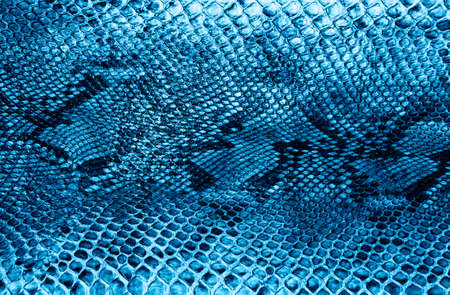 Snake skin  toned blue color.